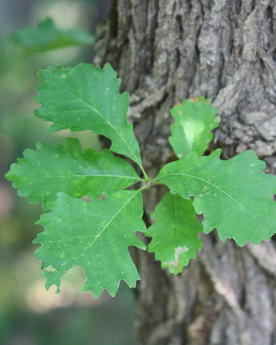 Bur Oak tree