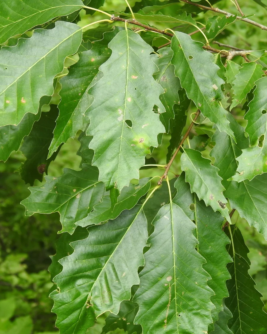 Chinkapin Oak tree
