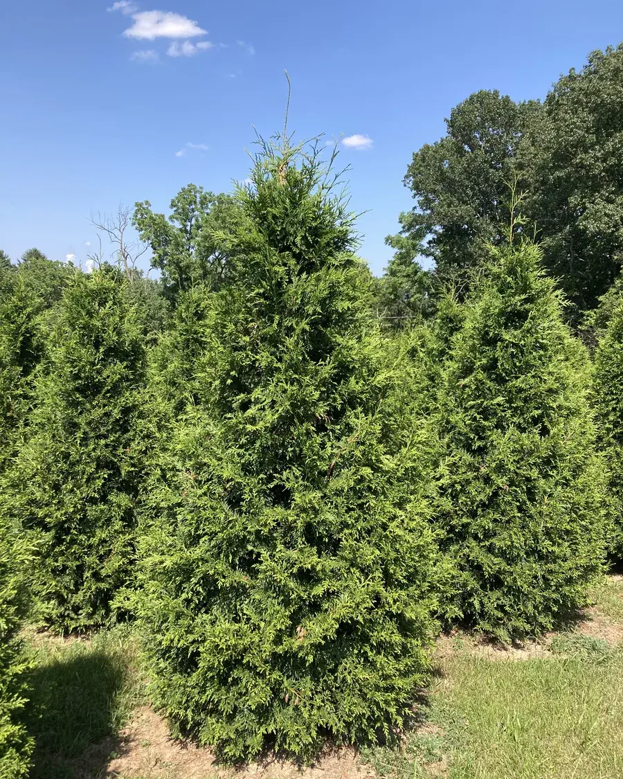 Green Giant Arborvitae tree at RPR Farms