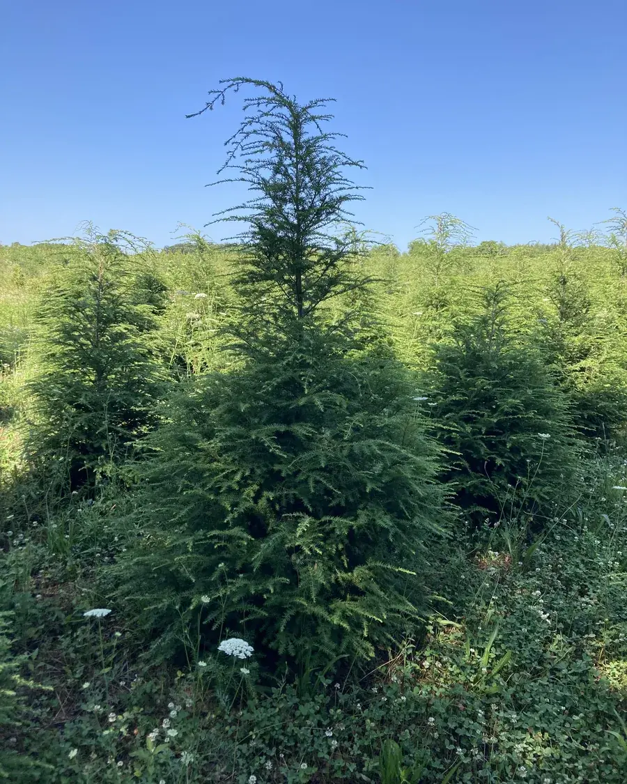 Hemlock tree at RPR Farms