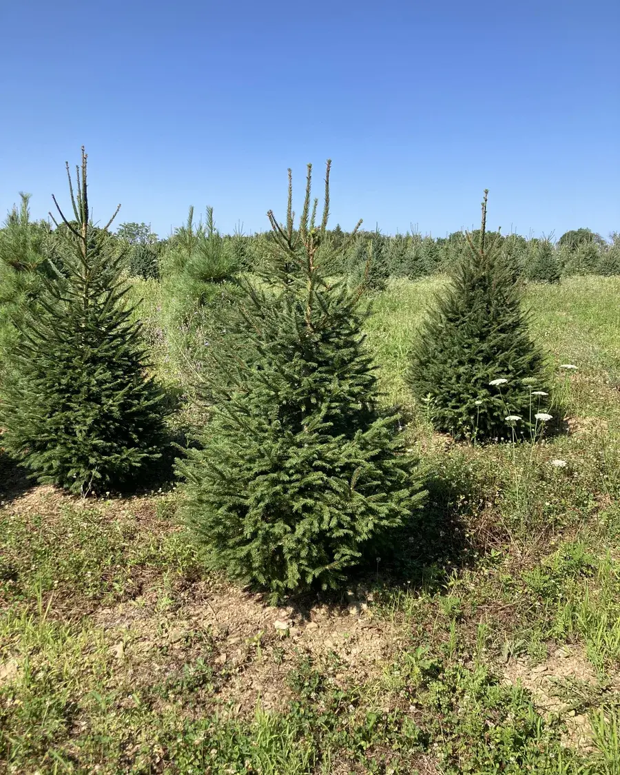Norway Spruce tree at RPR Farms