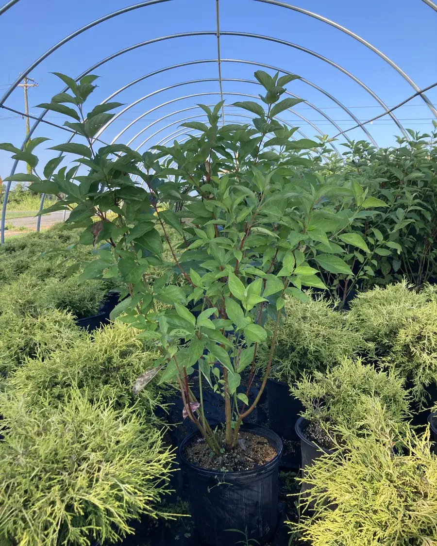 Red Osier Dogwood shrub at RPR Farms