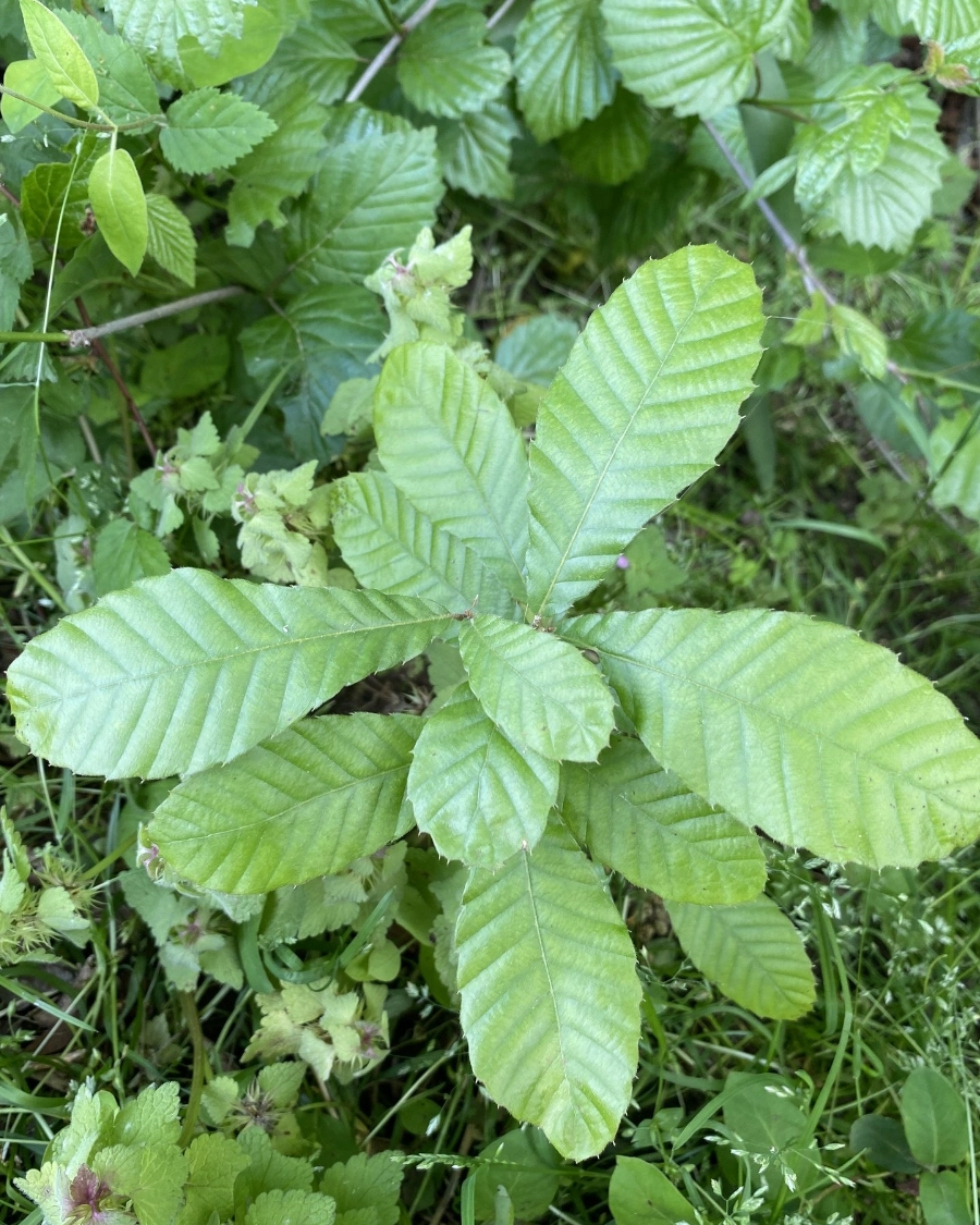 Sawtooth Oak tree