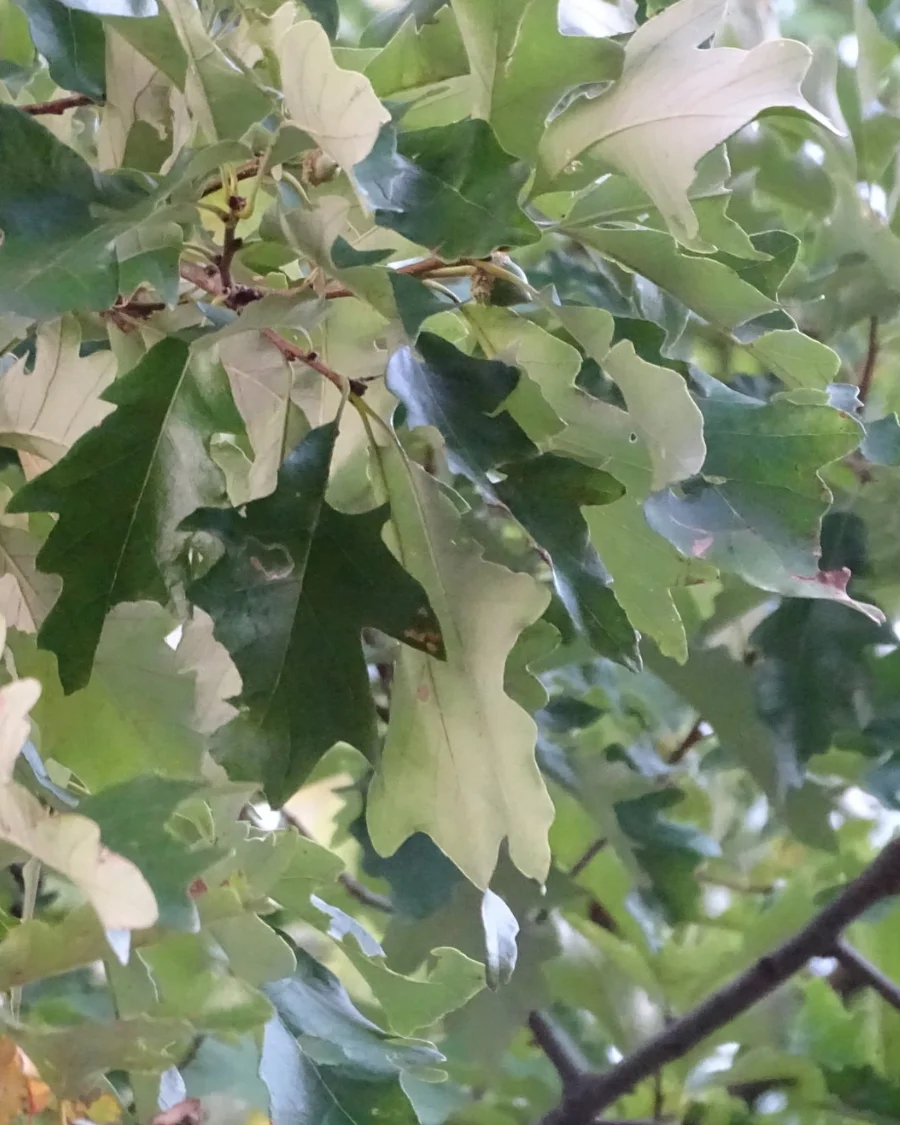 Swamp White Oak tree