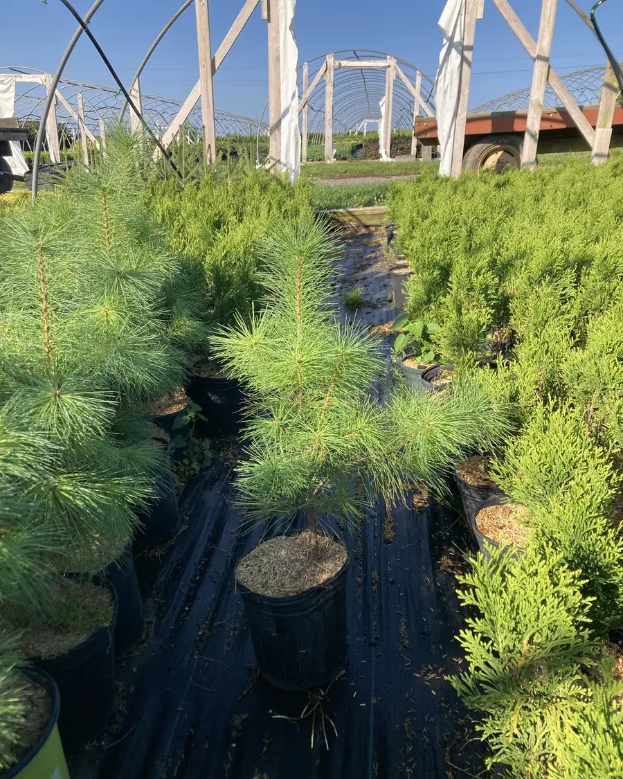 White Pine tree at RPR Farms