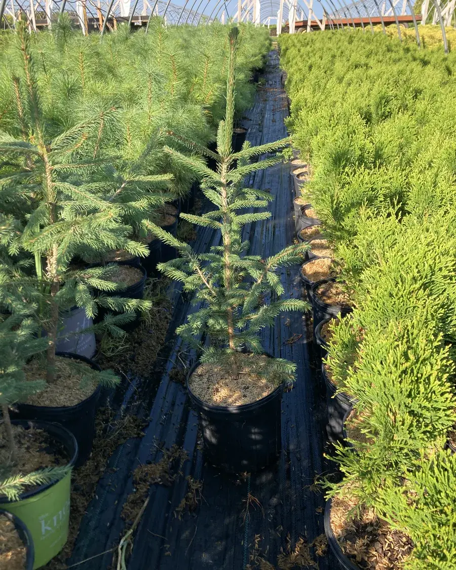 White Spruce tree at RPR Farms